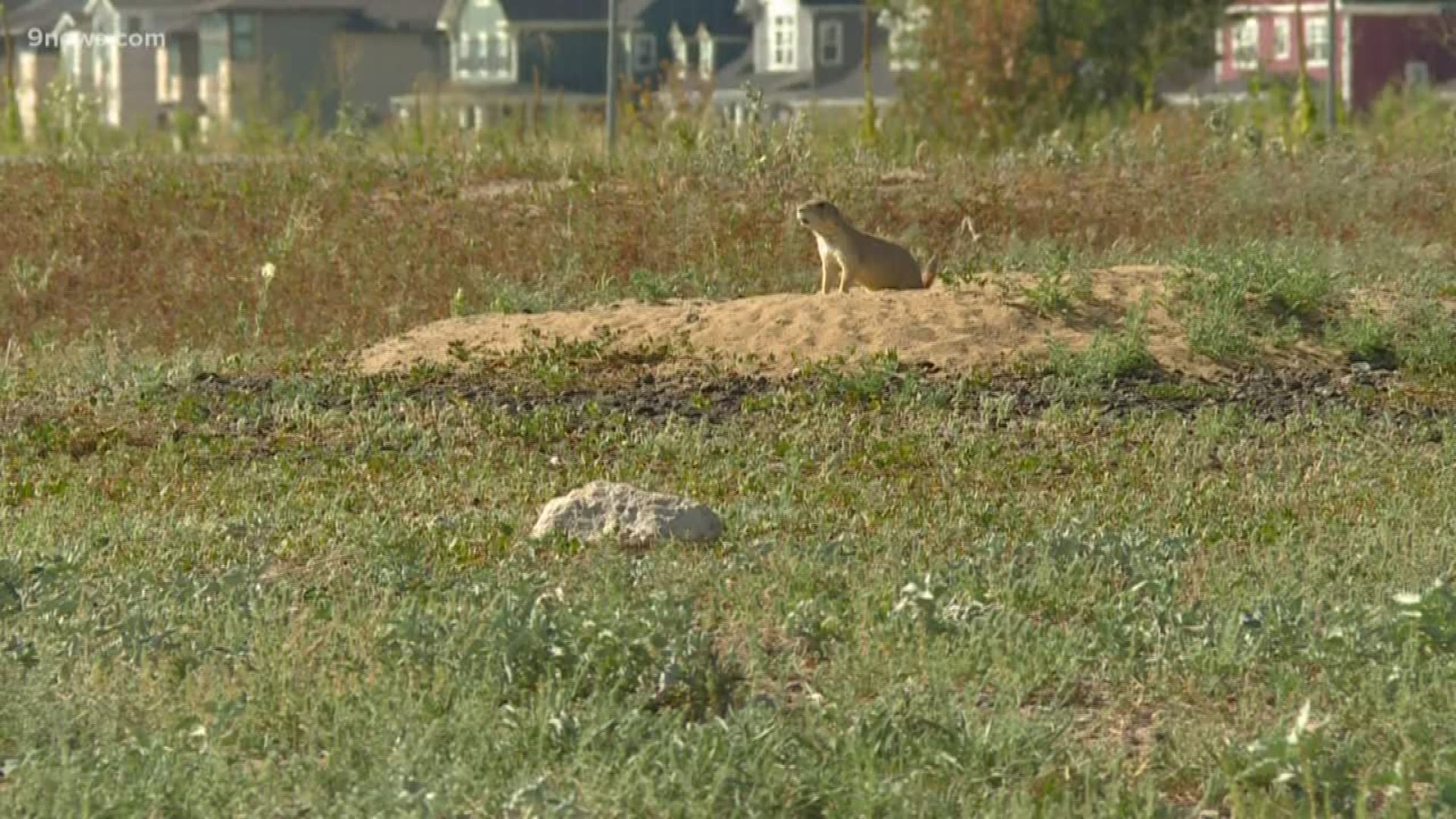 An outbreak of the plague among prairie dogs caused the refuge to shut down for more than two weeks.