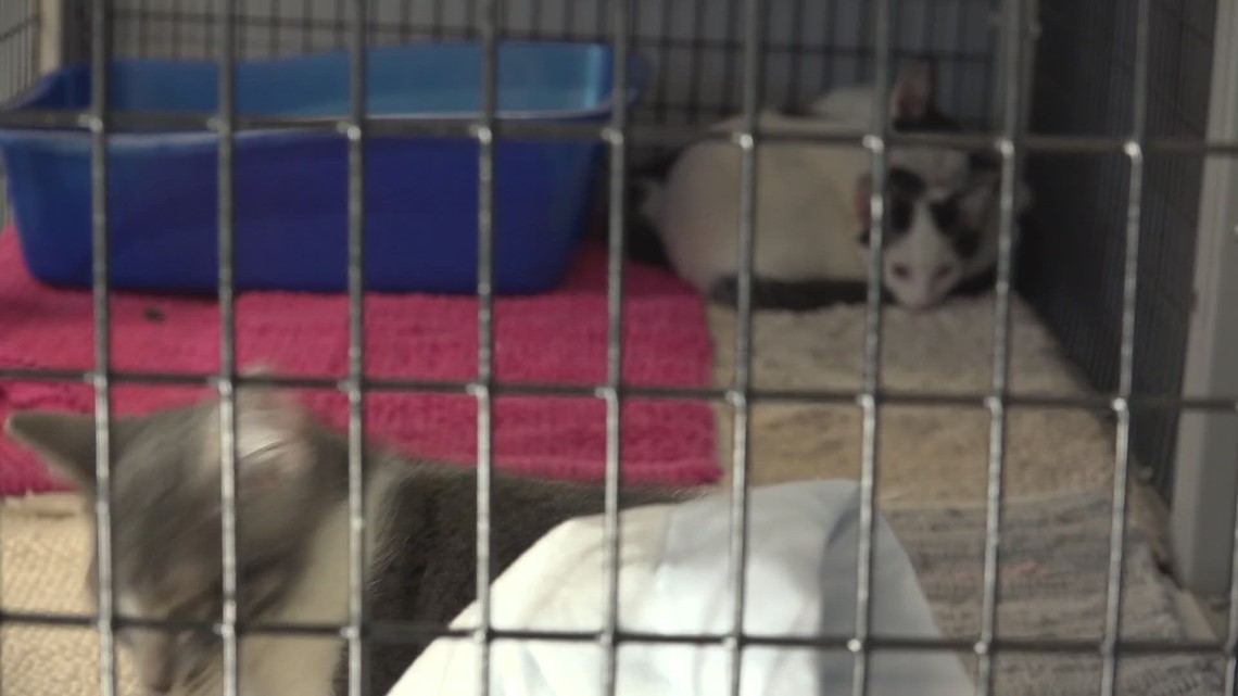 Denver Animal Shelter too crowded right now