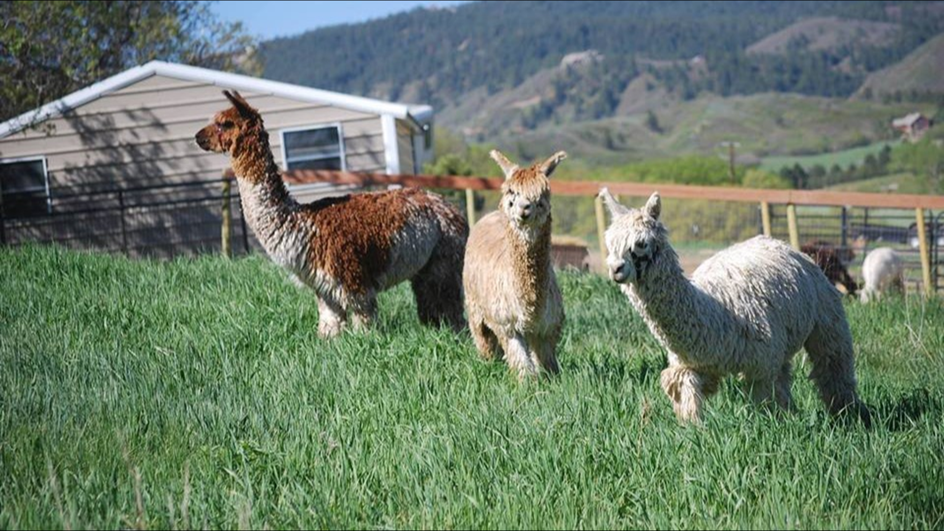 The 2019 Great Western Alpaca Show at the National Western Stock Show Complex runs from Friday, May 3 to Sunday, May 5 in Denver, Colo.