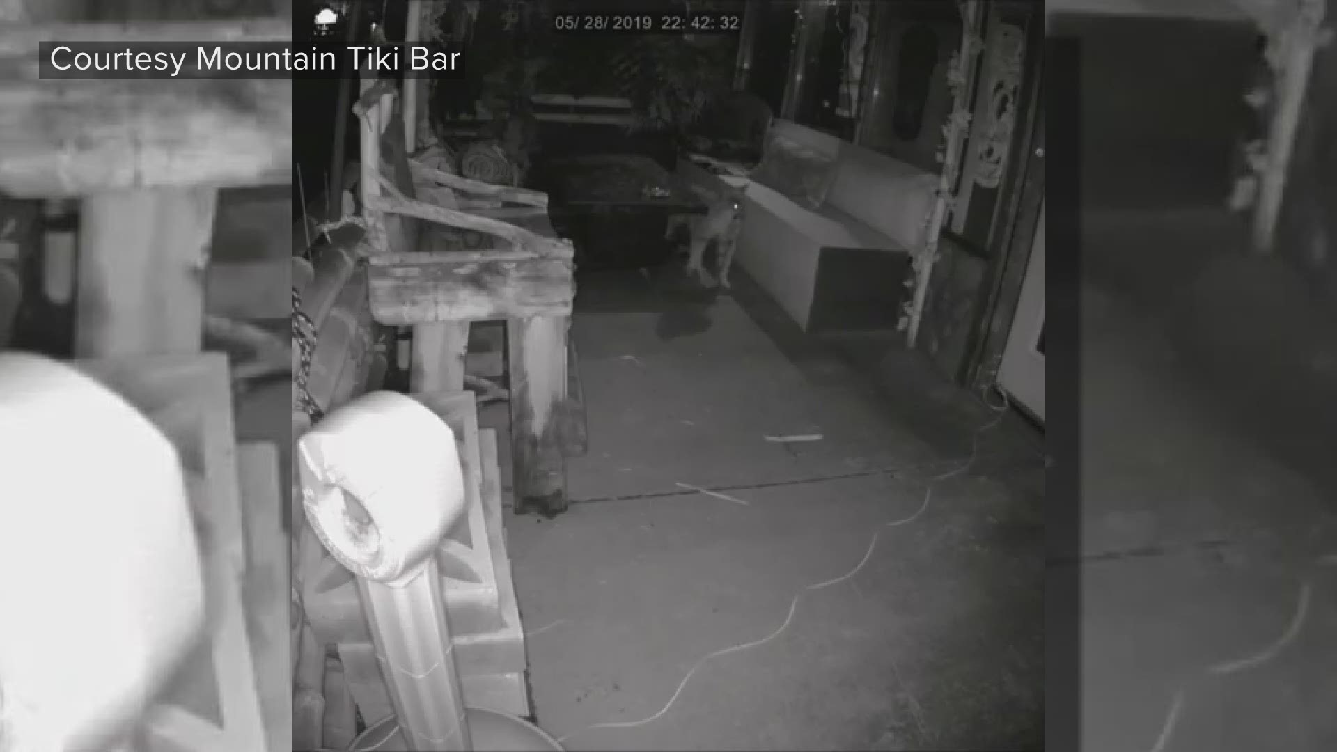 A mountain lion sat on the patio of the Mountain Tiki Bar in Estes Park for hours on Tuesday. Colorado Parks and Wildlife said it was likely waiting for its mother.