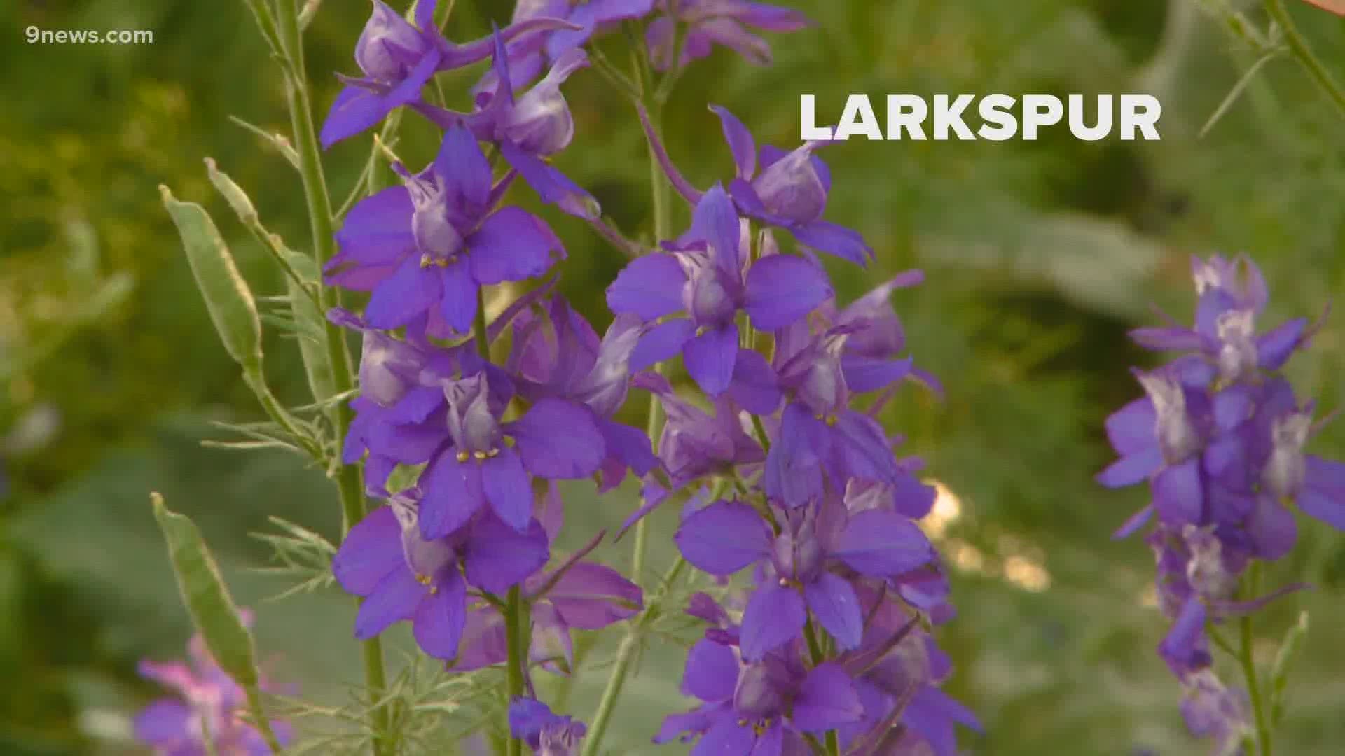 Larkspur is related to delphinium but doesn't need staking. The intensely-blue flowers (or sometimes pink, lavender or white) appear in June.