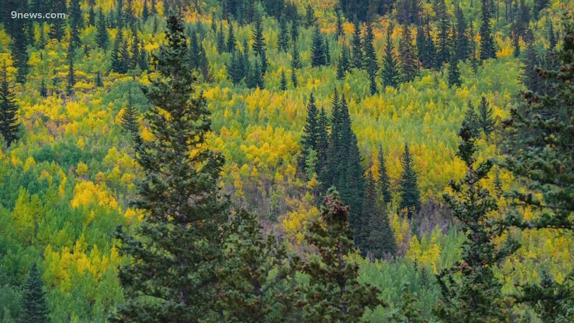 Colorado peak fall colors will be here soon, see when the leaves start