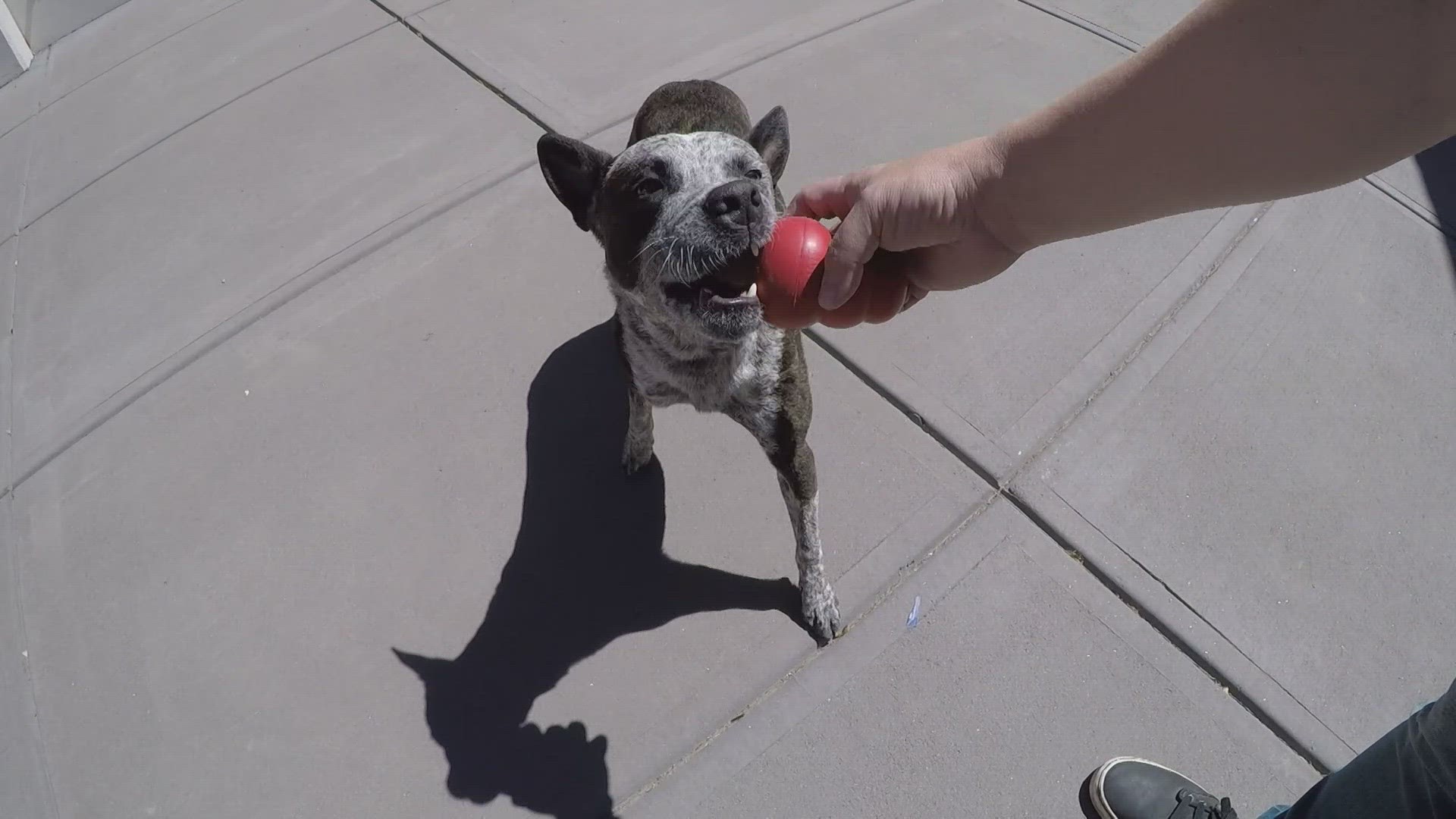 The Golden-based company is celebrating its 47th anniversary and the joy pets bring to people's lives.