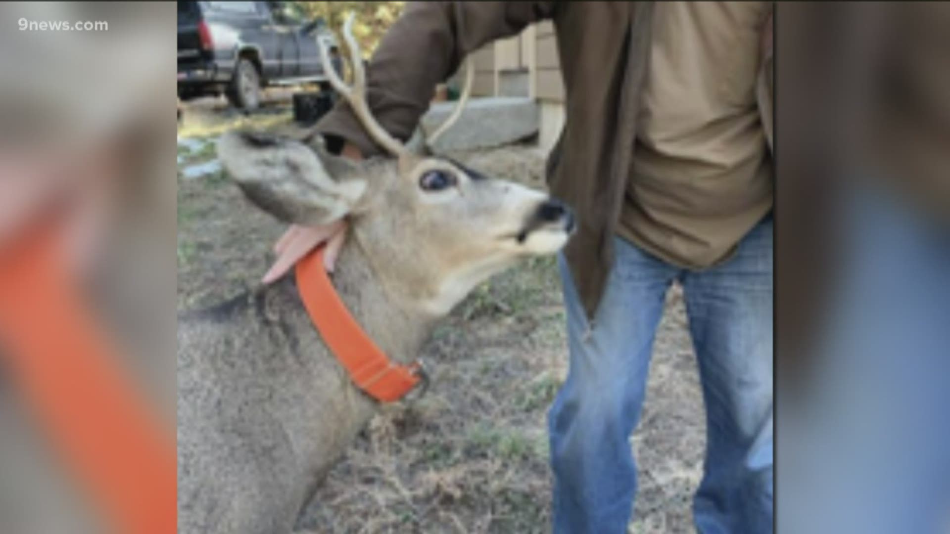 The buck was wearing an orange dog collar. He was put down following the attack.