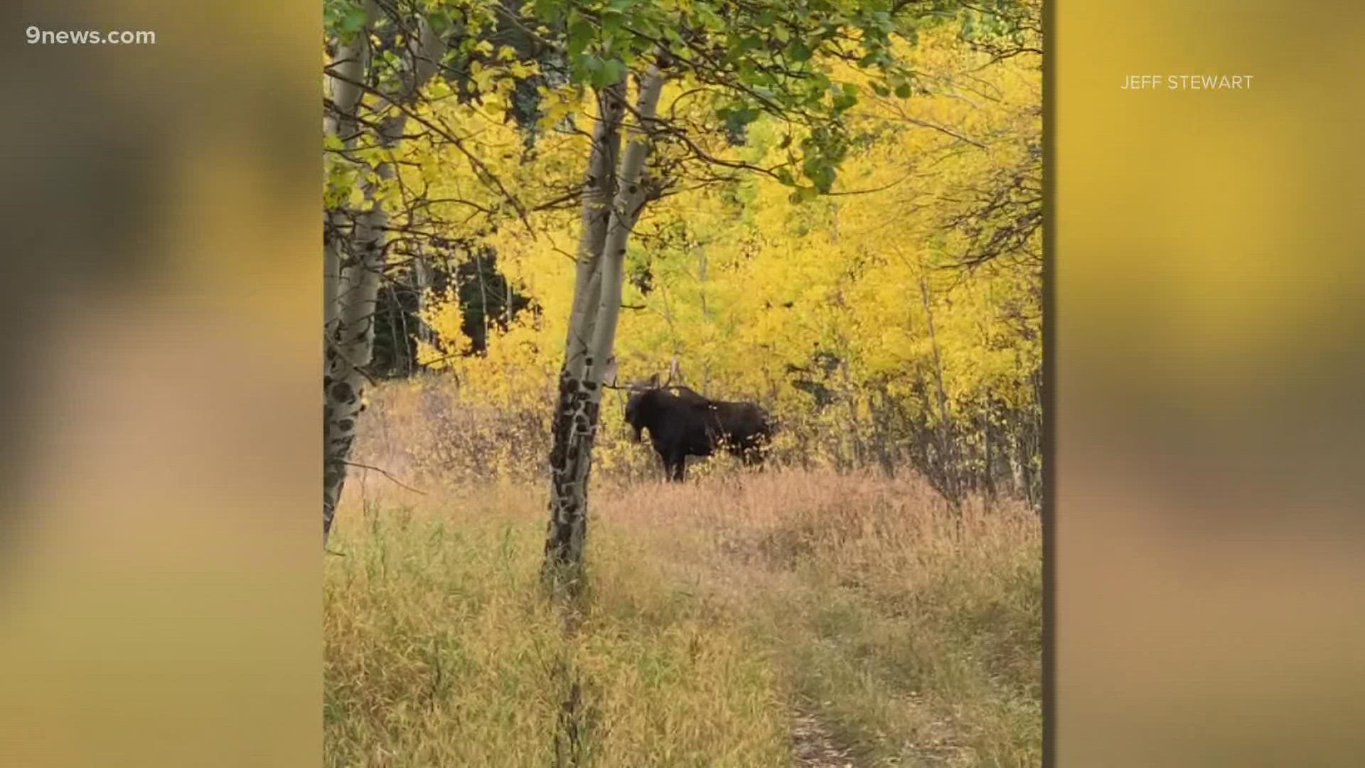 A moose near Nederland was enjoying some leaf-peeping!