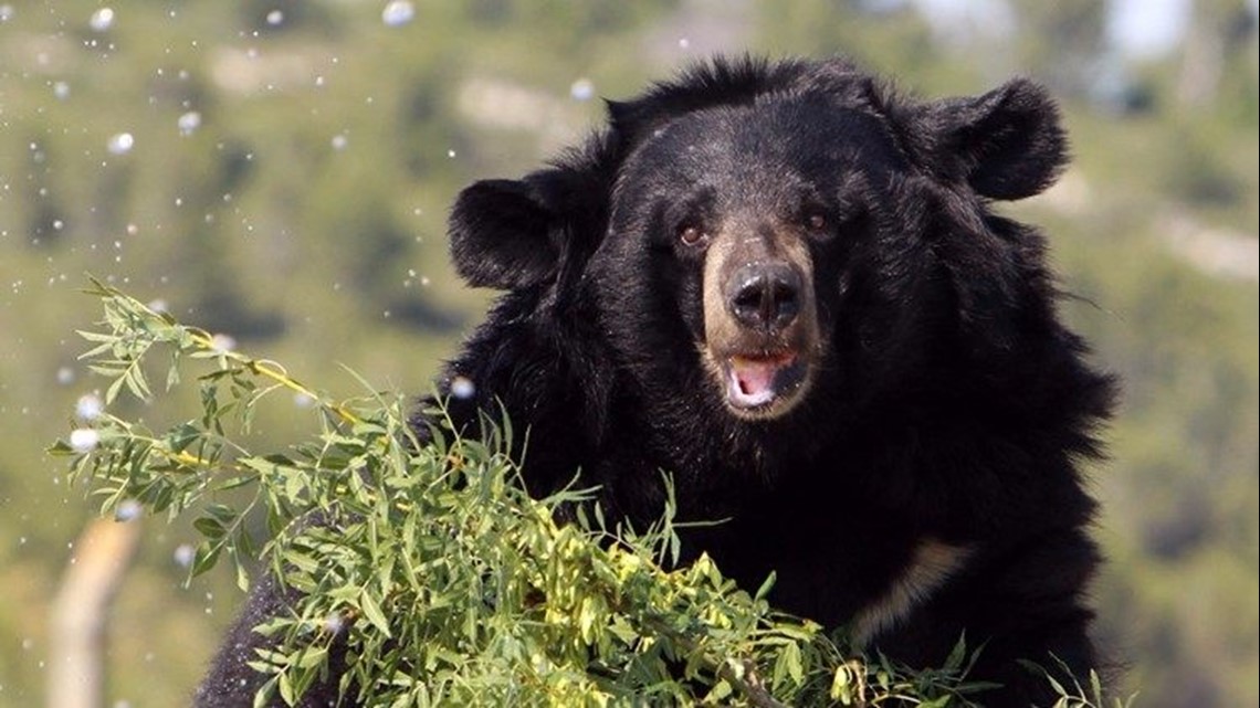 Colorado camper fires shots to ward off aggressive bear