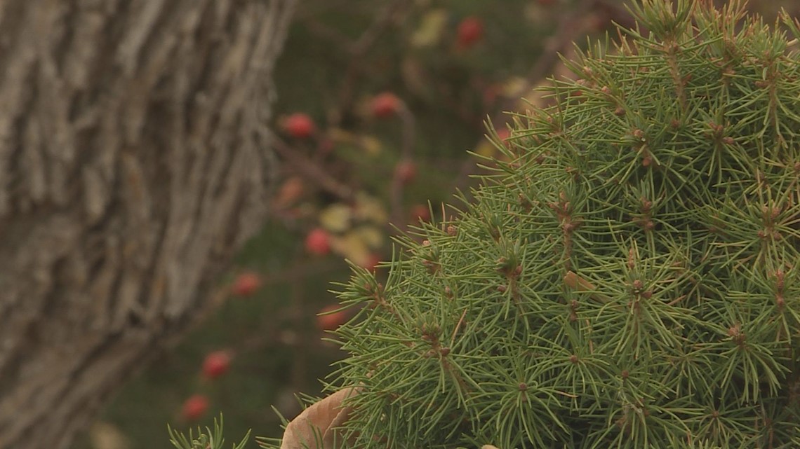 Proctor's Garden Spray evergreens and plant paperwhites now