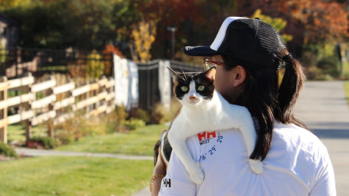 Global Cat Day: Colorado shares its cat photos on 9NEWS - Vimarsana News
