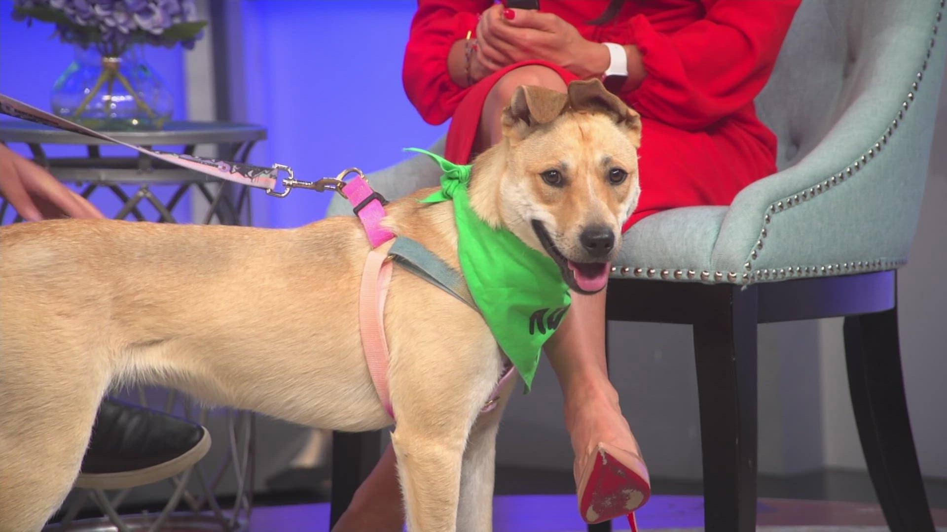Pil the pup looking for forever home | 9news.com