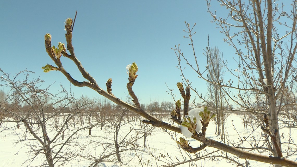 Late spring freeze affected blooming trees - Vimarsana News