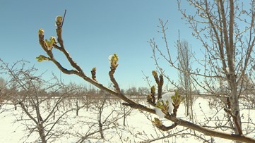 Colorado orchard has love-hate relationship with April