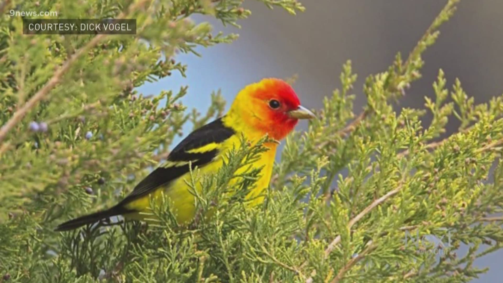 In metro Denver, bird-watchers have it good this spring. Western Tanagers are not uncommon in Colorado but are not always typical in the city. So why are people seeing them so often in their backyard right now? We asked the Denver Audubon for an explanation.