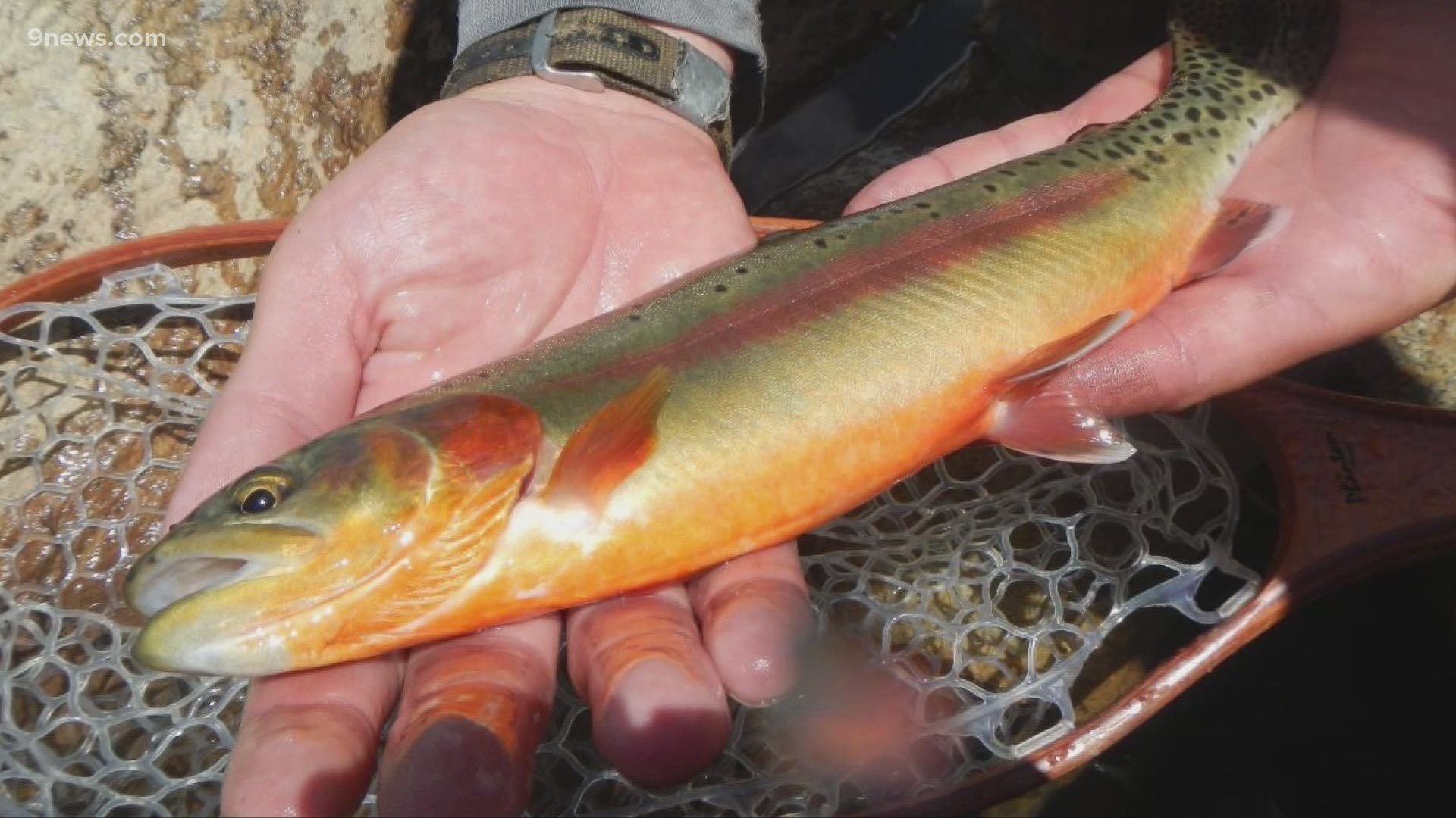 Golden trout can be found in other lakes in Colorado, but had largely disappeared from State Forest State Park.
