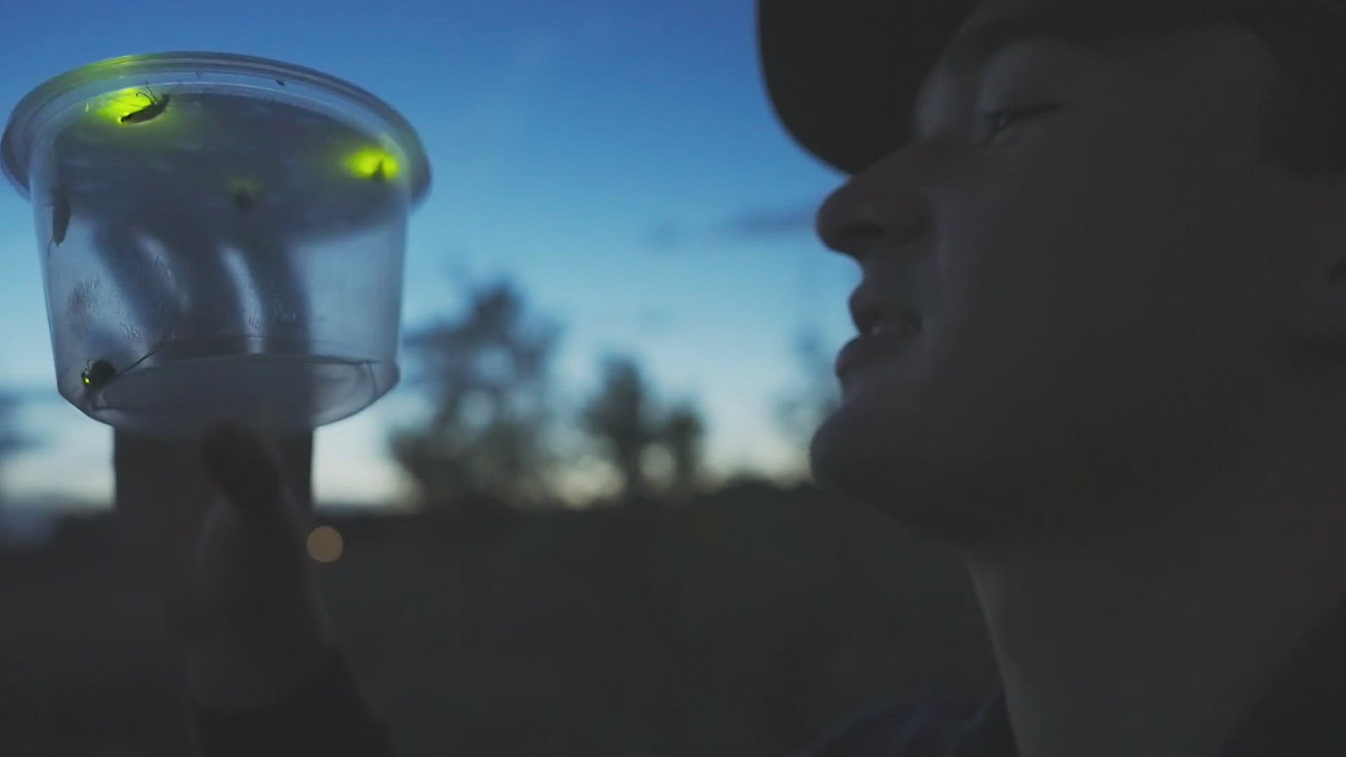 Colorado is not known for fireflies, but a population is thriving at a Larimer County wetland. Butterfly Pavilion researchers want to know why.