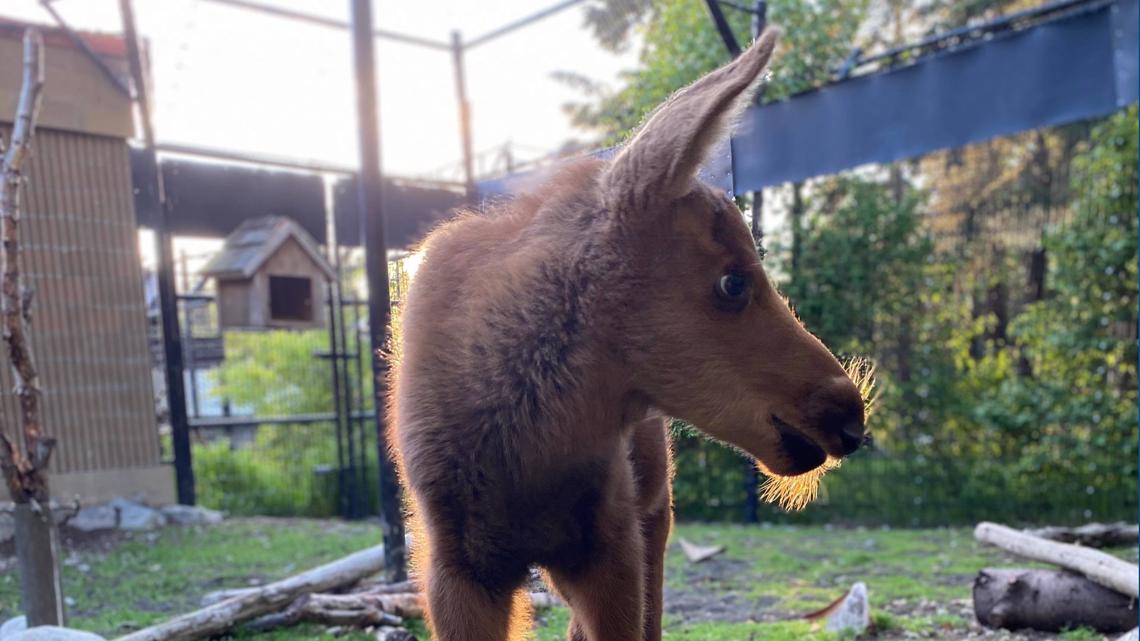 Cheyenne Mountain Zoo To Welcome New Baby Alaska Moose July 9news Com