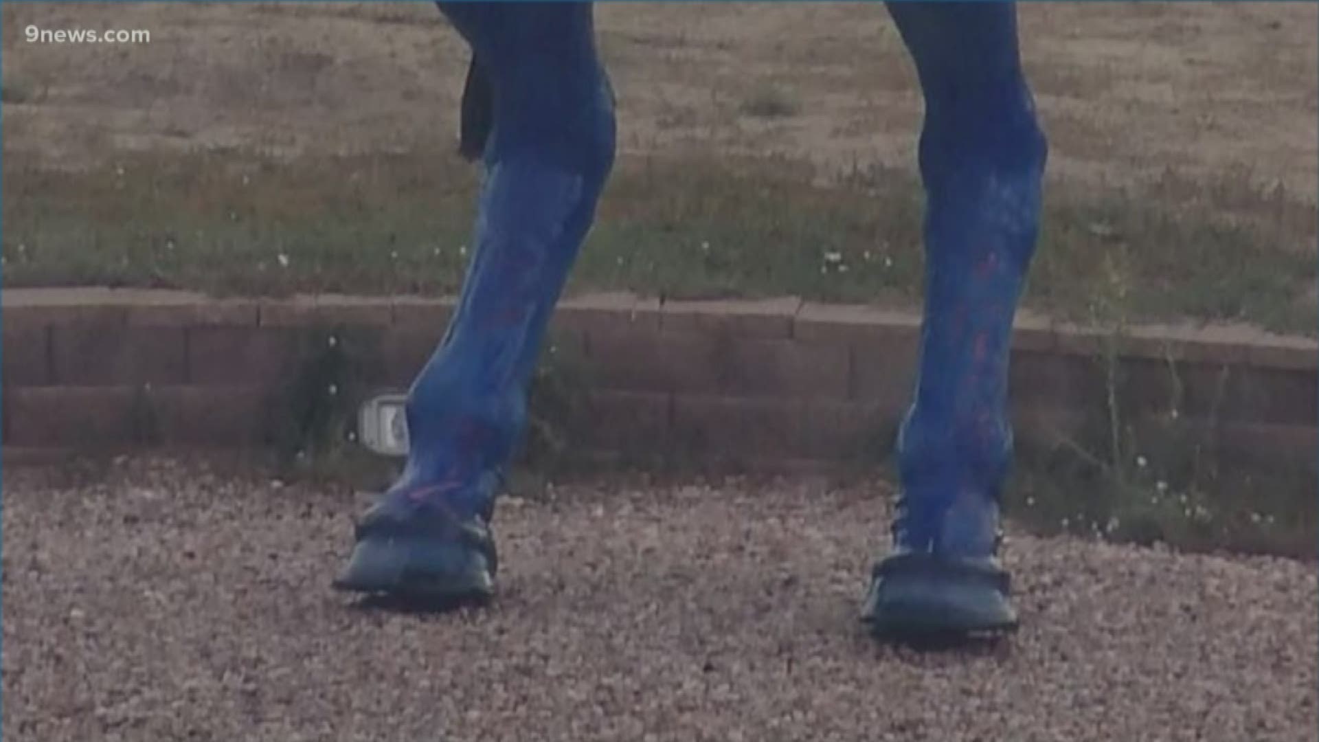 The vandalism on the famous blue horse statue near DIA was first discovered Thursday night. Airport workers are cleaning up while maintaining the integrity of the art installation.