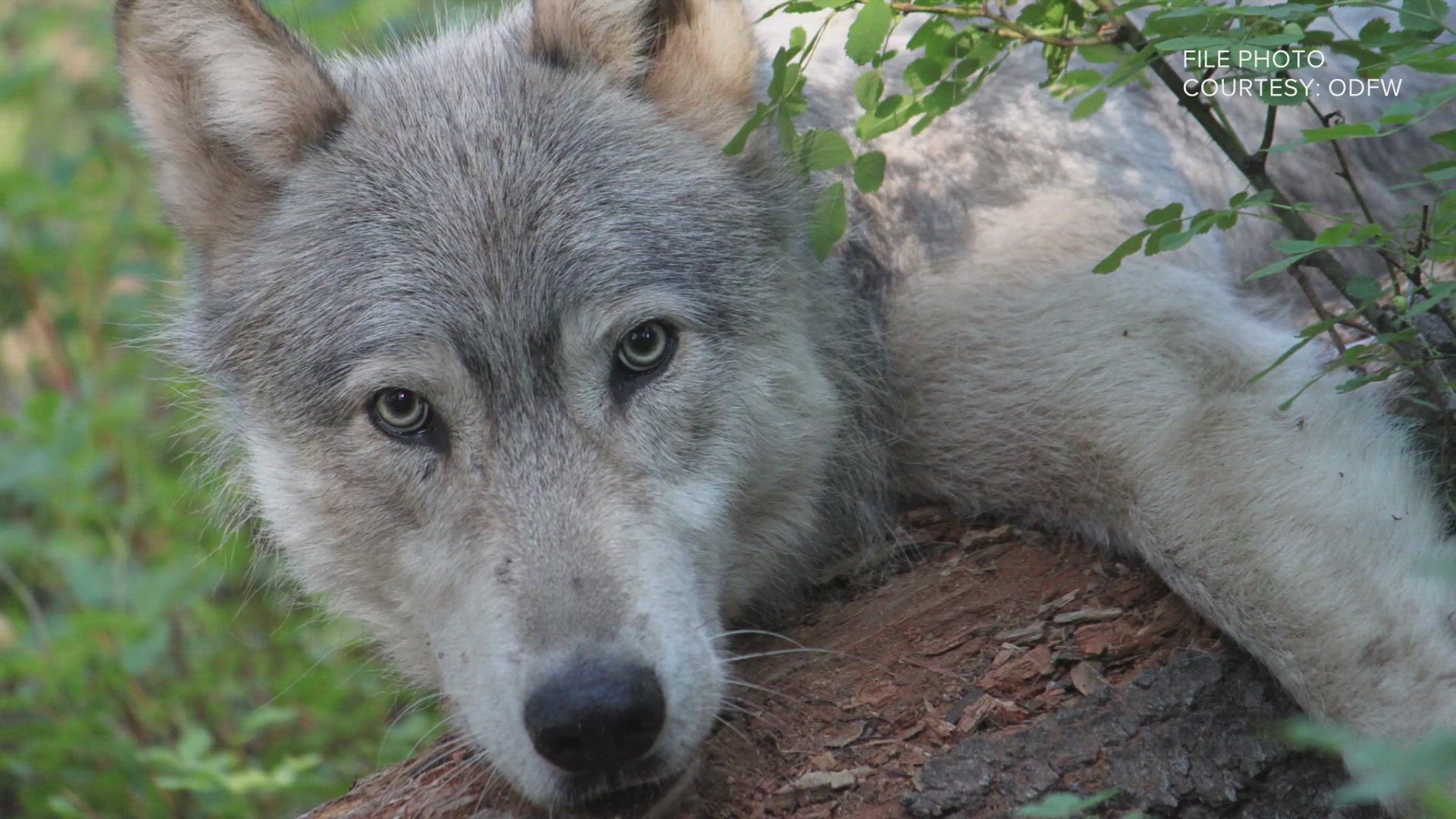 A Colorado Parks and Wildlife wolf biologist said pups don't copy everything their parents do.