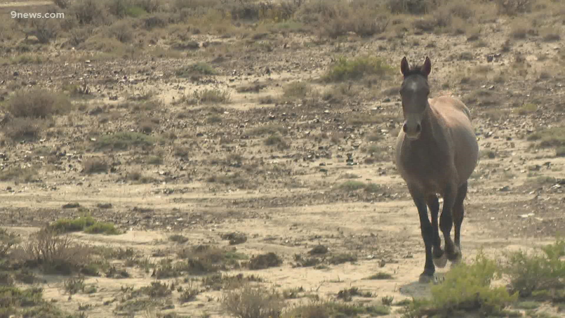 The BLM says the roundup in northwest Colorado is necessary due to drought, while advocates say the horses need to run free.
