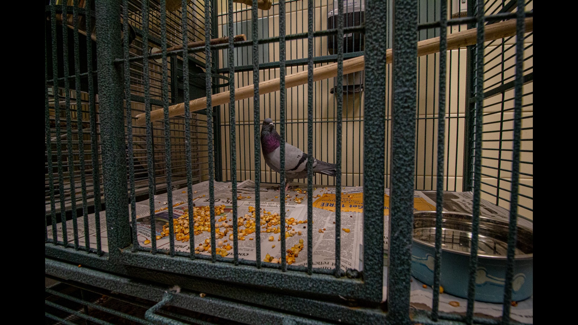 A look at unique animals you can adopt at Denver Animal Shelter