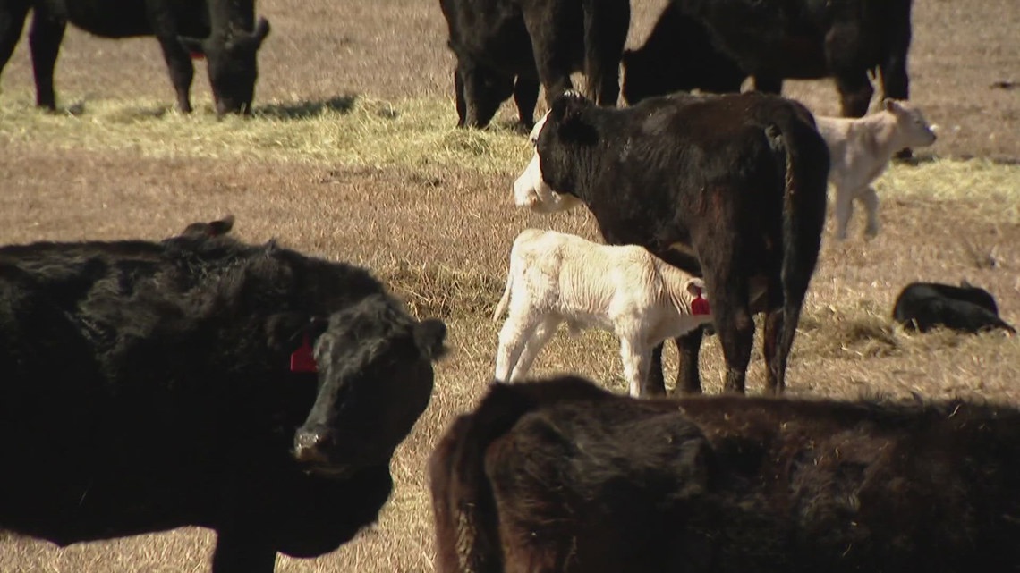 Another calf death reported at ranch where 4 cattle were killed by ...