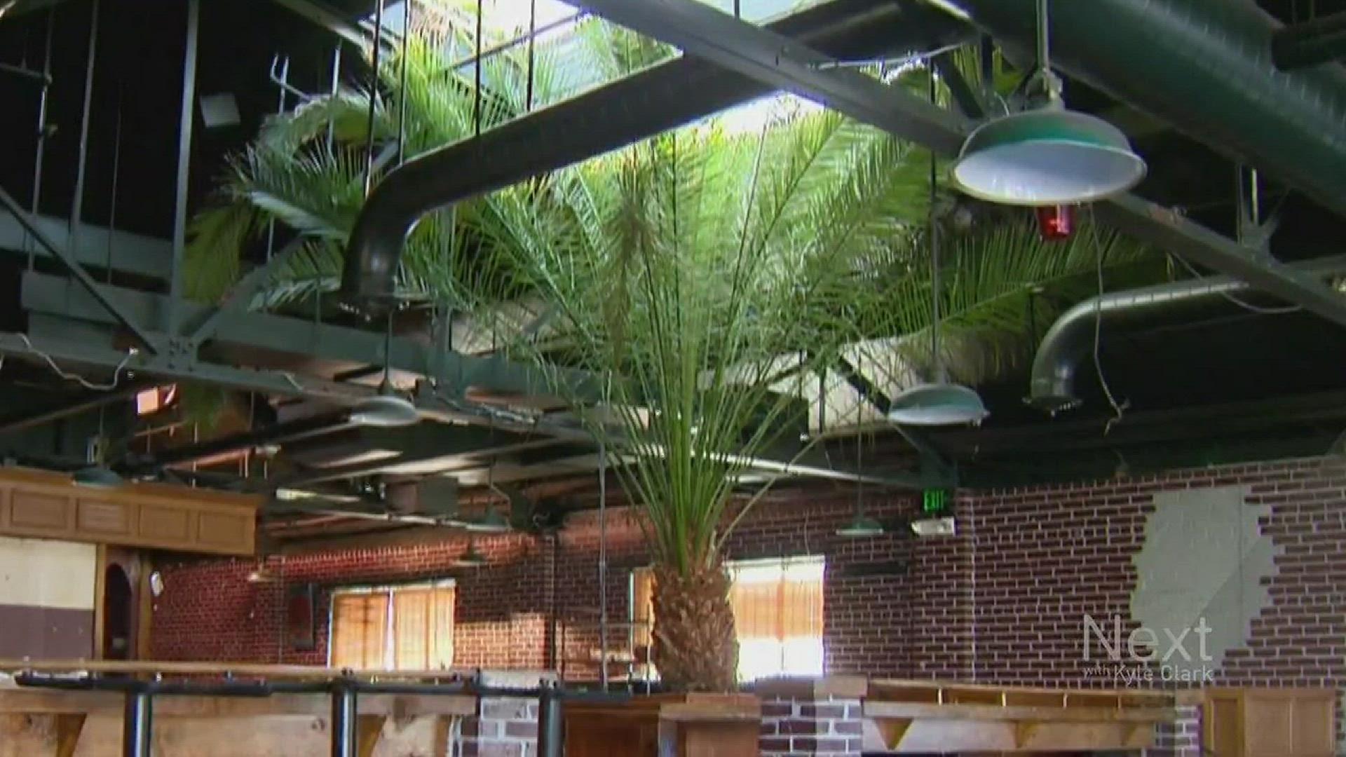 The very prominent palm tree was left behind when Gov's Park closed its doors. It had been sitting in the bar for decades, but will now have a new home downtown.