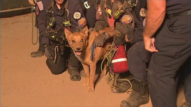 Firefighters rescue blind dog from construction site