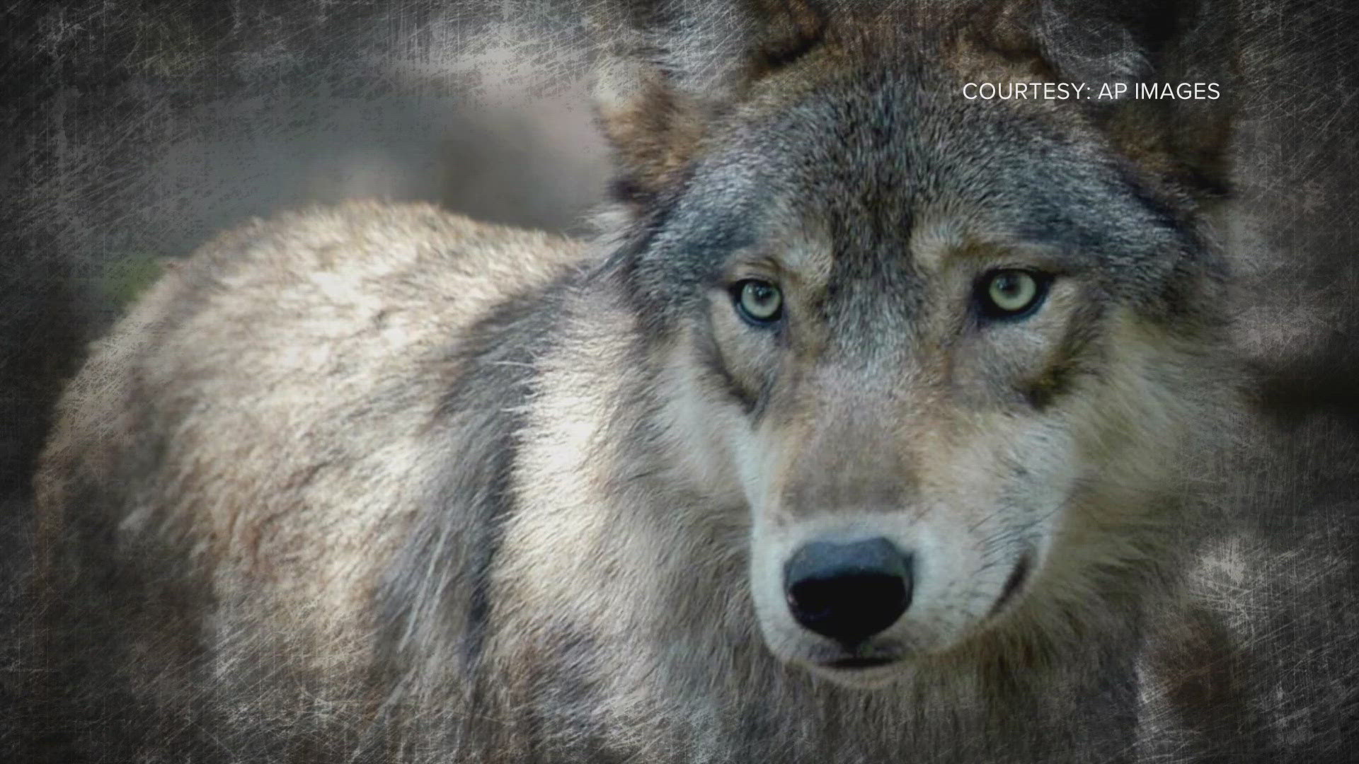 Colorado Parks and Wildlife confirmed the wolf depredation incident from Saturday on their website.