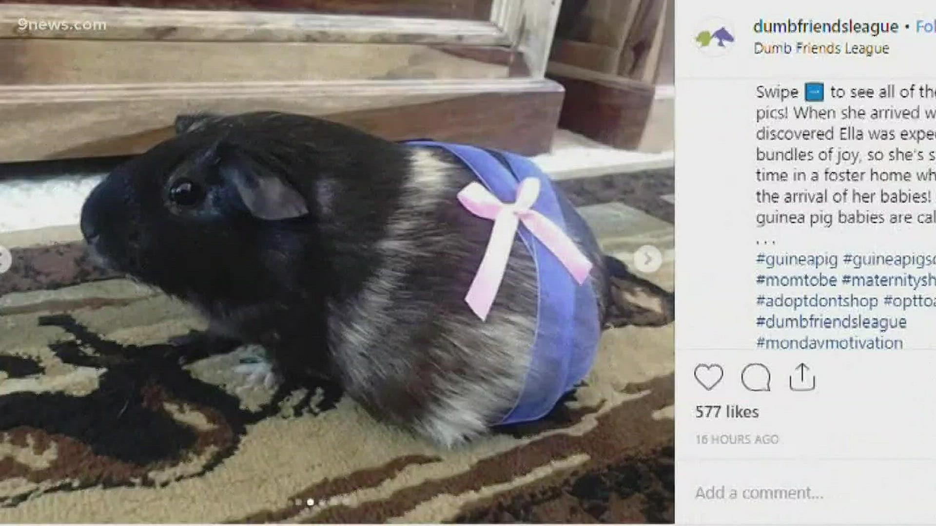 The Dumb Friends Leauge recently featured a pregnant guinea pig in a very adorable instagram post.