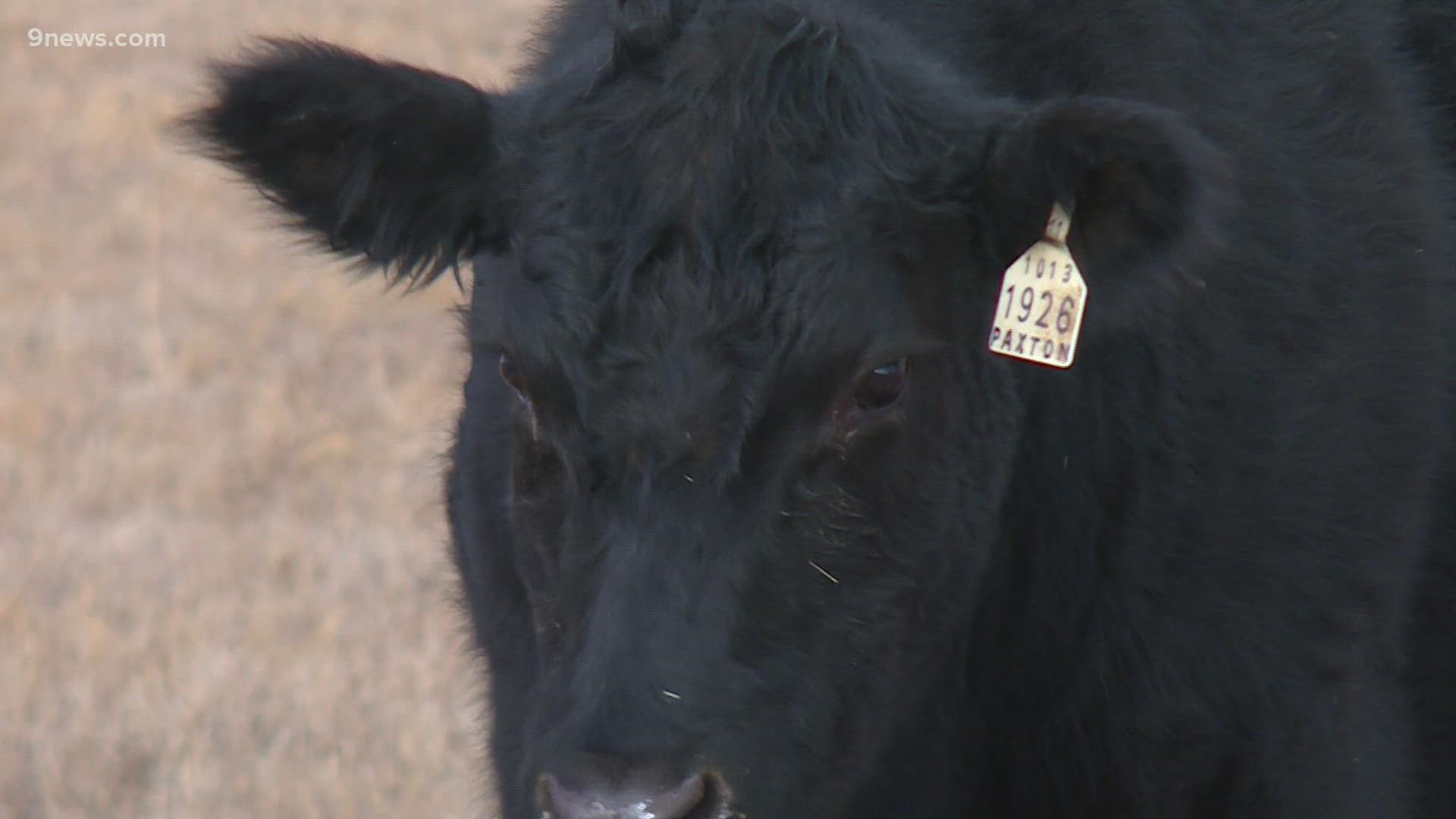 The Cattleman's Association said most of these back-ups are happening in Colorado's smaller food processing companies, with problems including COVID and staffing.