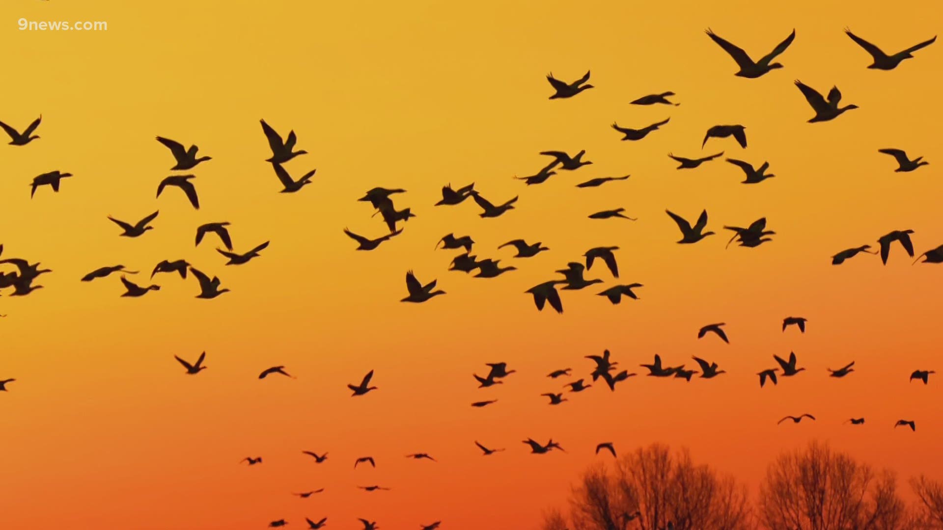 Scientists at CSU are studying the migration patterns of birds.