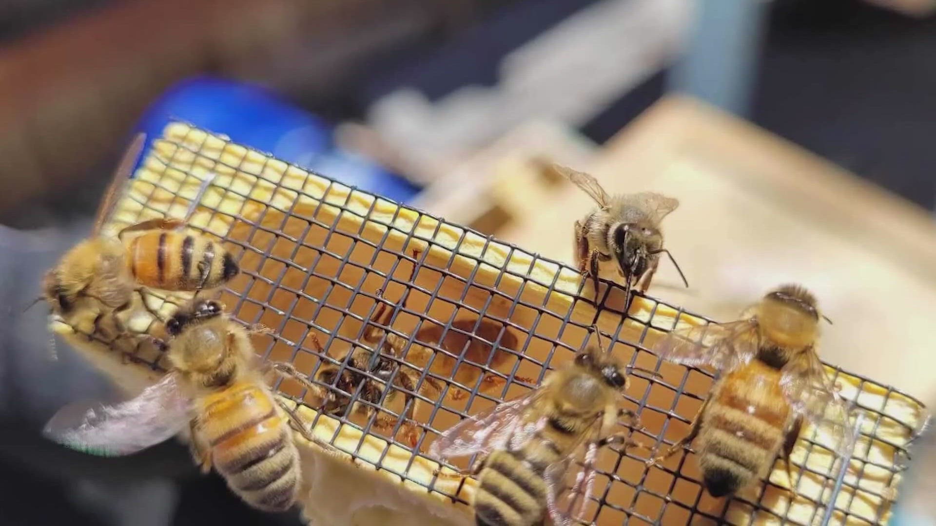 Lorna McCallister with the Butterfly Pavilion offers tips for getting rid of bees without hurting them.