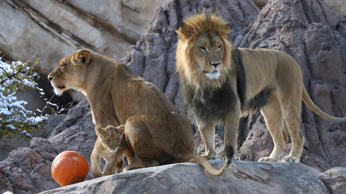 Denver Zoo 'Boo at the Zoo' is back in 2020 with some changes