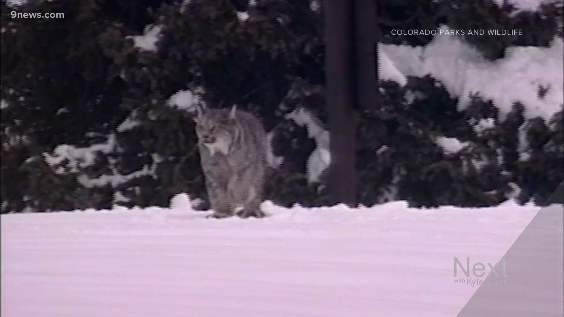 Voters in Colorado decided in 2020 to reintroduce wolves. Twenty years ago, Colorado was doing this with lynx. Wildlife officials have tracked their growth since.