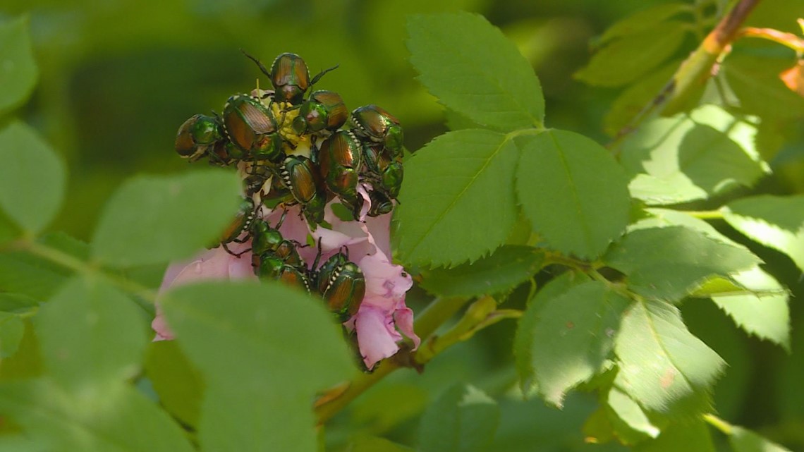 if-you-don-t-like-japanese-beetles-eating-your-rose-bushes-you-might