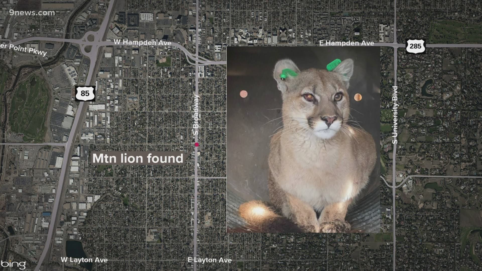 Wildlife officers said they tranquilized the big cat and relocated it outside the city.