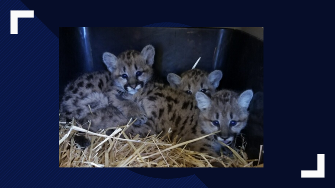 Cheyenne Mountain Zoo will be the new home of 3 orphaned mountain lion