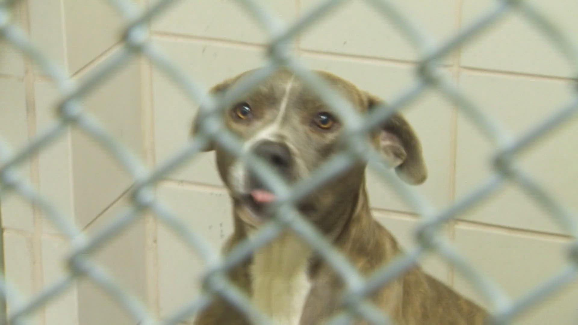 Voters in Aurora decided to ban pit bulls in 2014. In 2021, City Council lifted the ban.