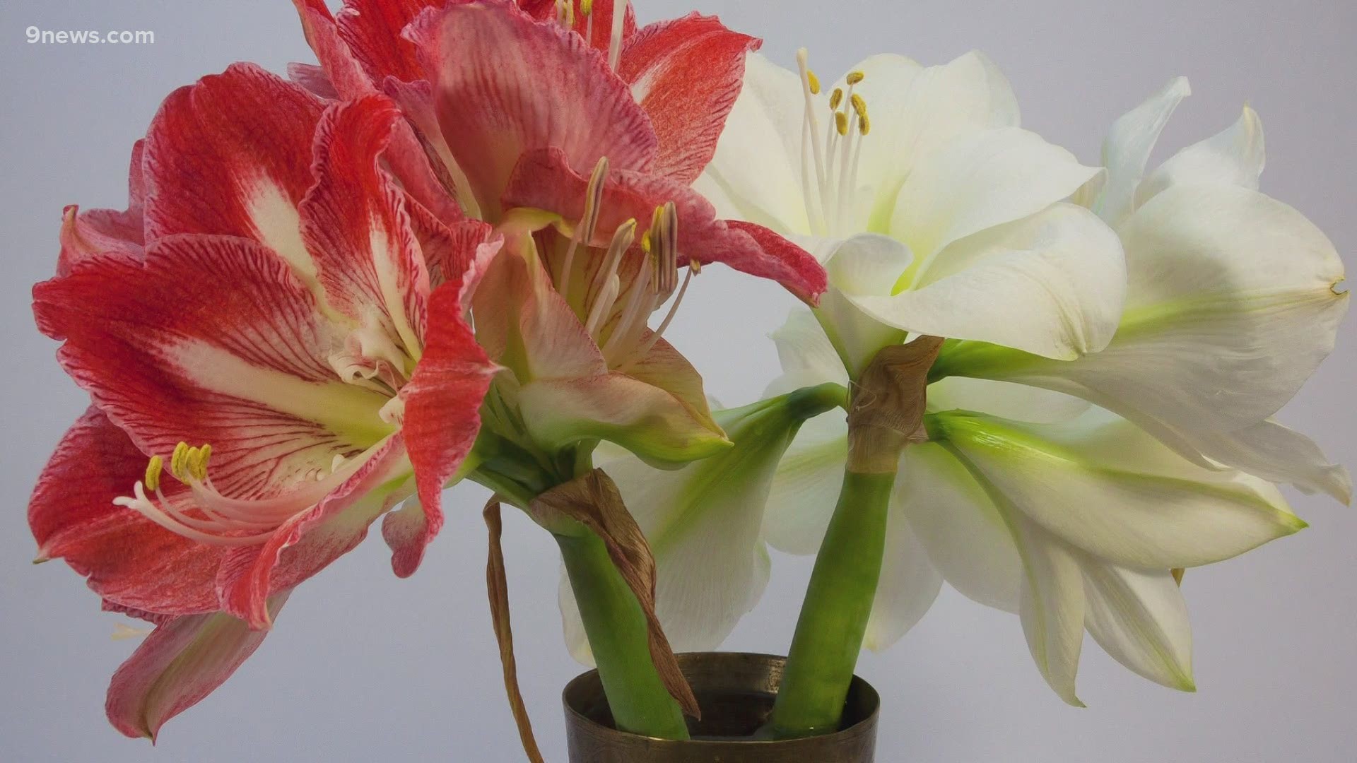 Amaryllis and paperwhites provide a pop of color and a fresh scent to chase away the winter blues.