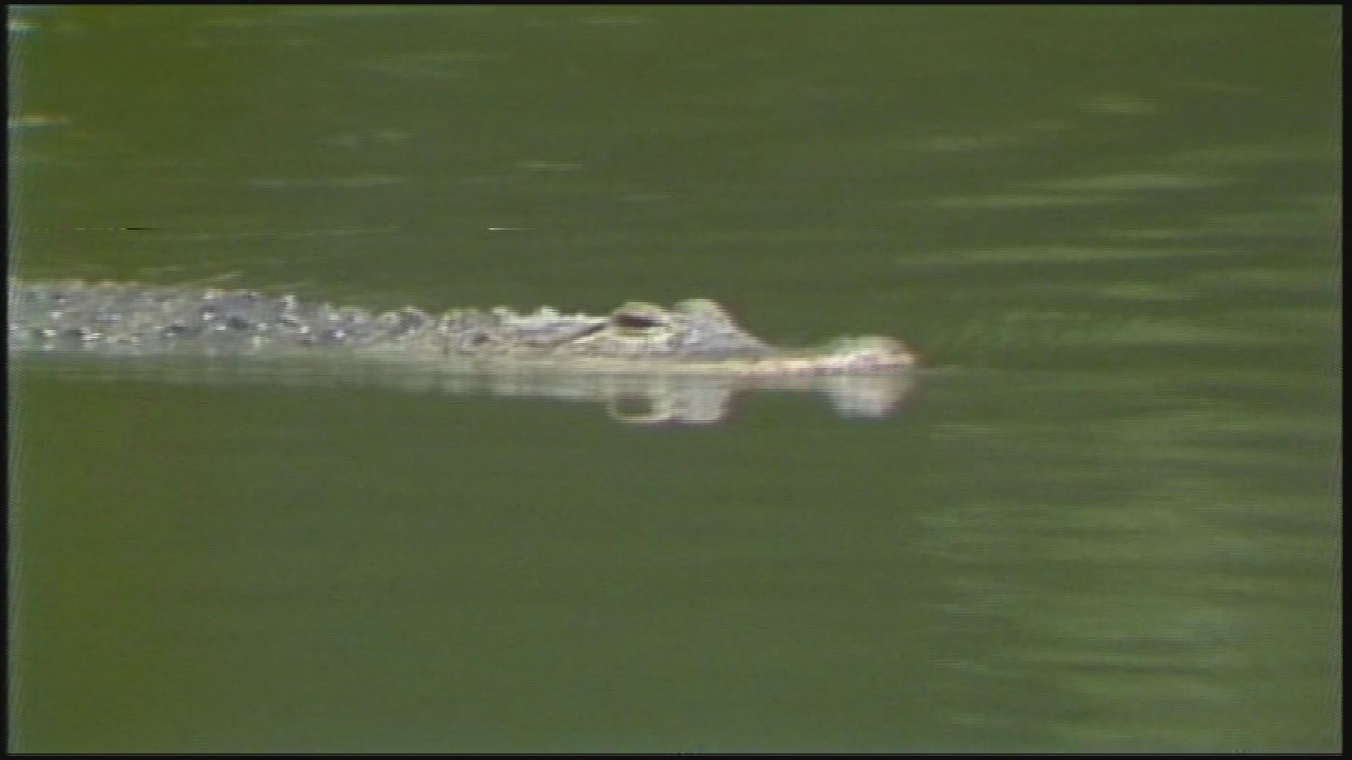 Remembering Albert the Alligator who lived in Denver's City Park ...