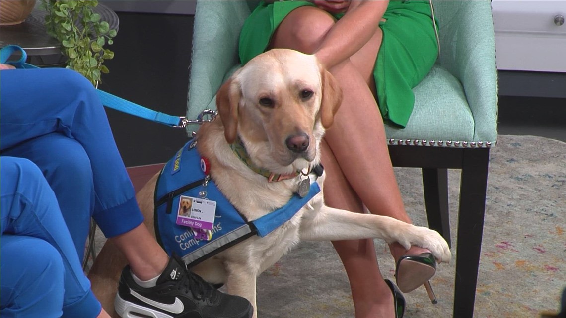 Meet Lemon: New dog helping pediatric patients at Rocky Mountain ...