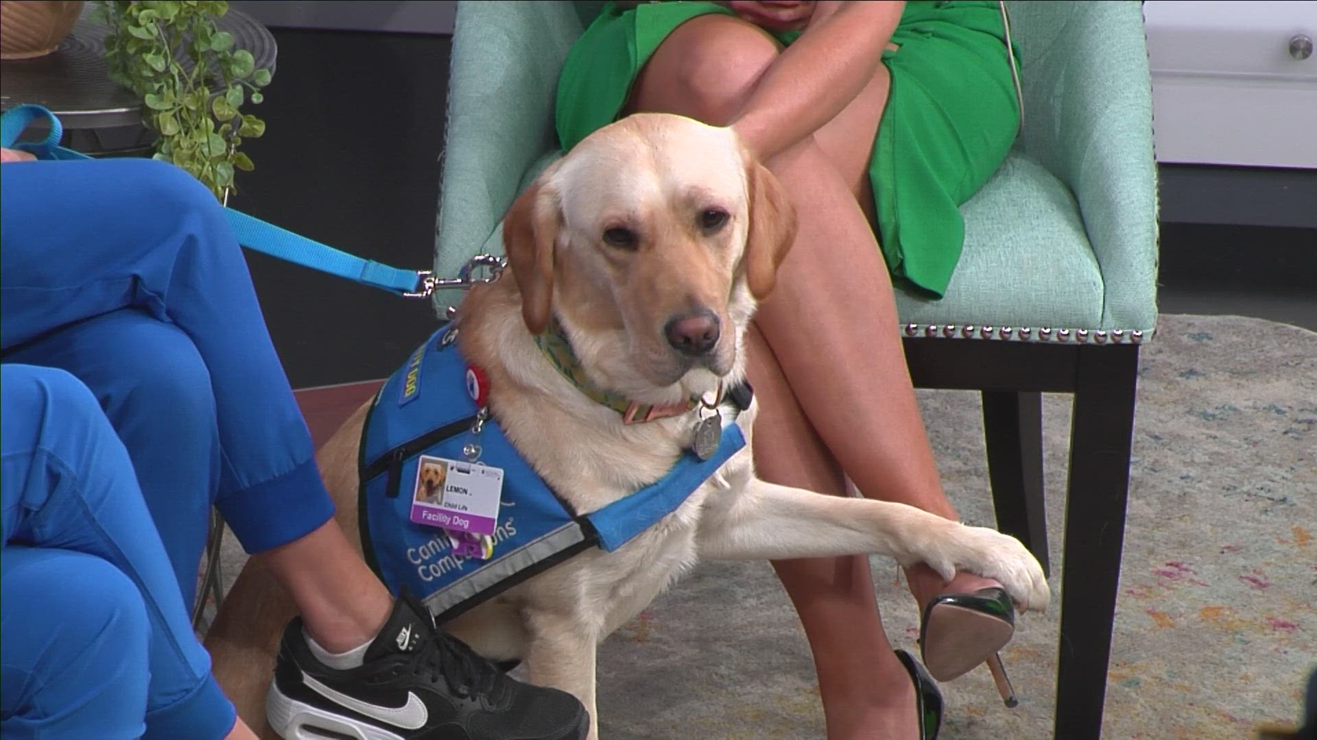 Lemon is the newest facility dog helping pediatric patients at Rocky Mountain Hospital for Children thanks to the Rocky Mountain Children's Health Foundation.