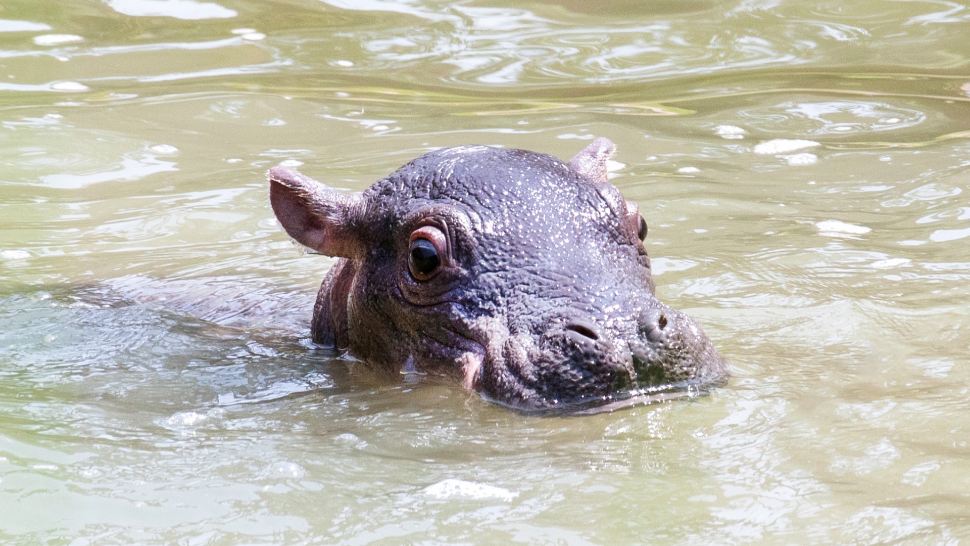 Cheyenne Mountain Zoo Nile hippopotamus Zambezi welcomed her first calf on Tuesday, July 20, 2021.