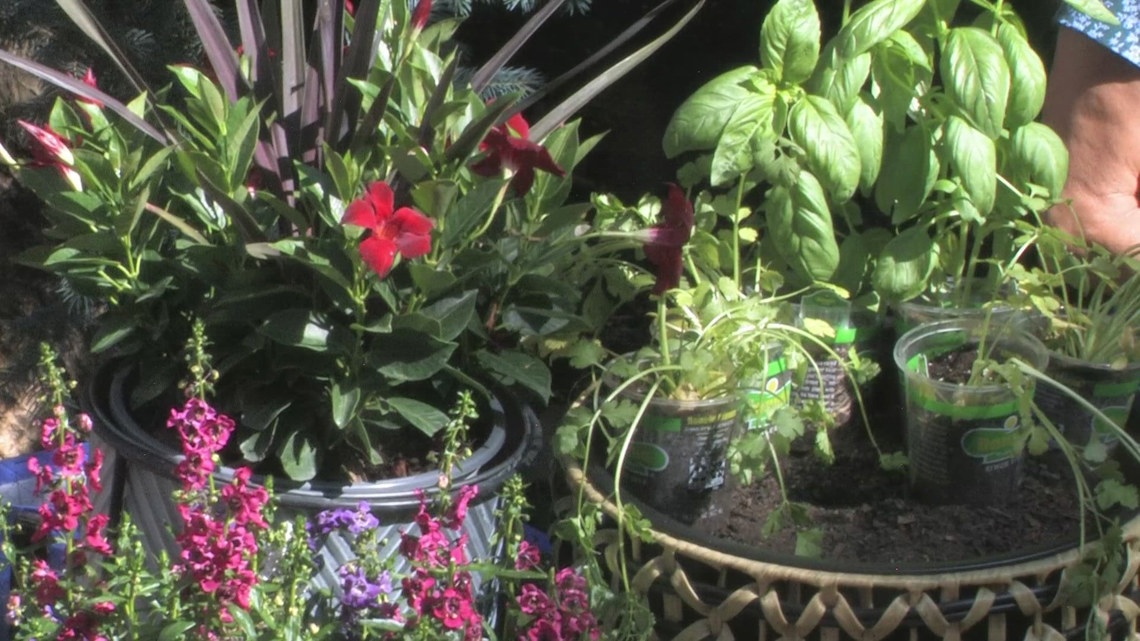 In the garden: Herb container gardens | 9news.com