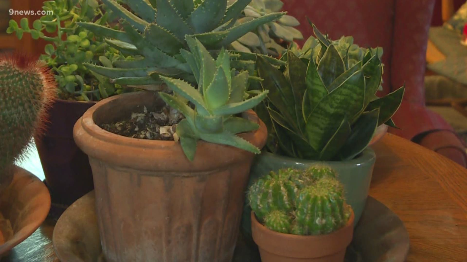 The succulent craze continues. These desert plants, including cactus, need only bright light and benign neglect to thrive.