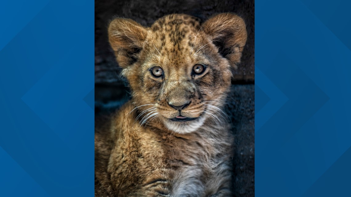 African Lion - Denver Zoo