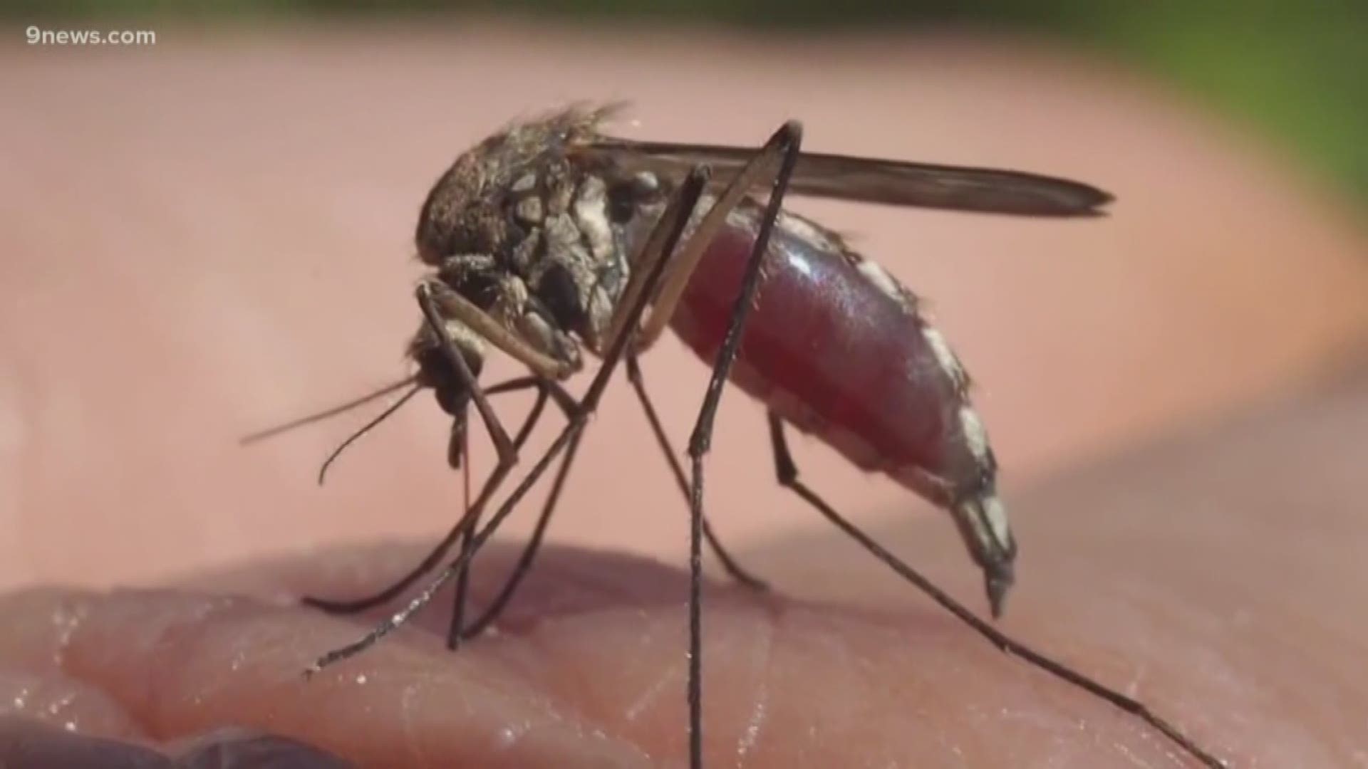 There are currently no human cases of West Nile Virus, but experts expect this to change after more mosquitoes in the state tested positive for the virus.