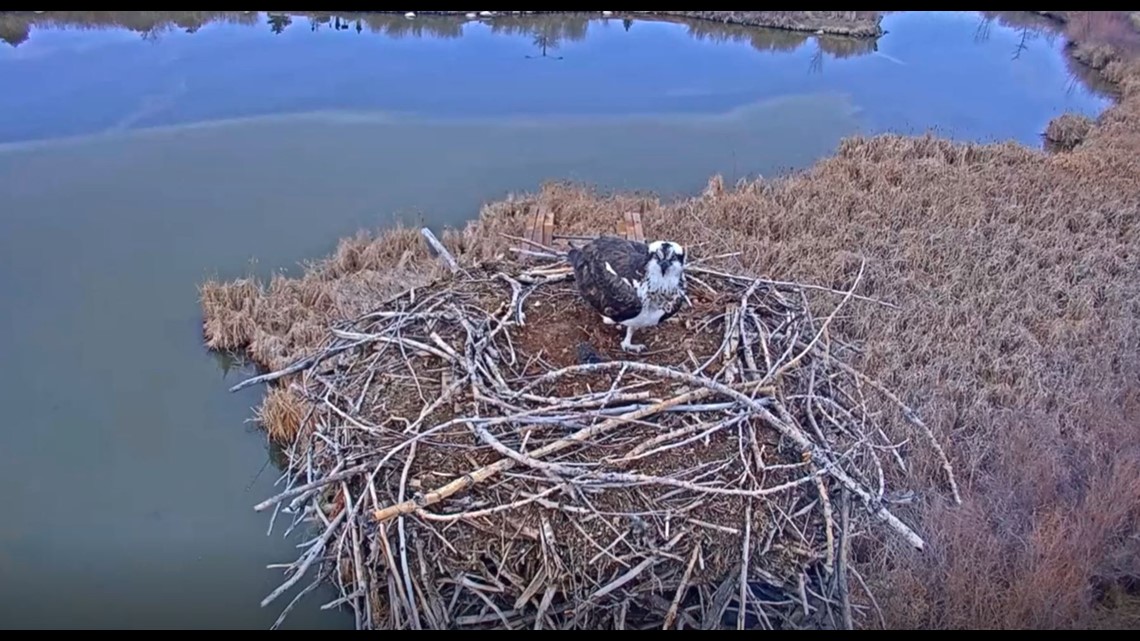 osprey cam boulder