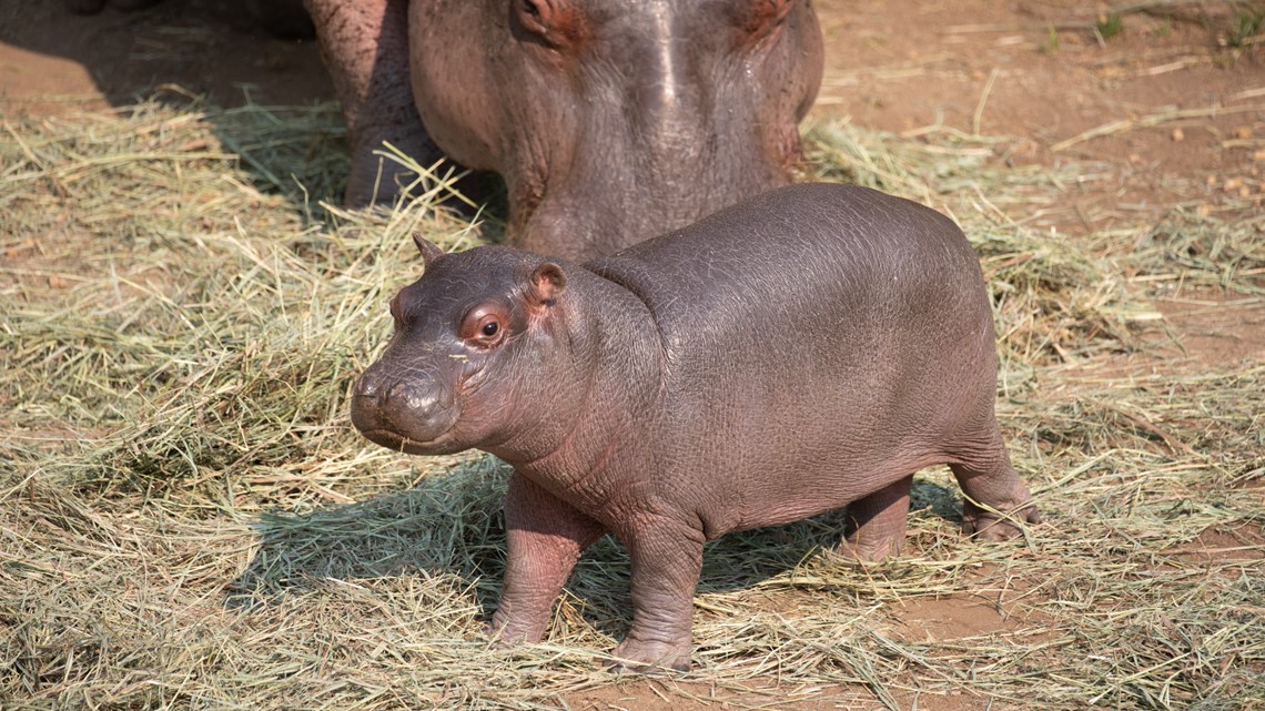 Cheyenne Mountain Zoo names its new baby boy hippopotamus 