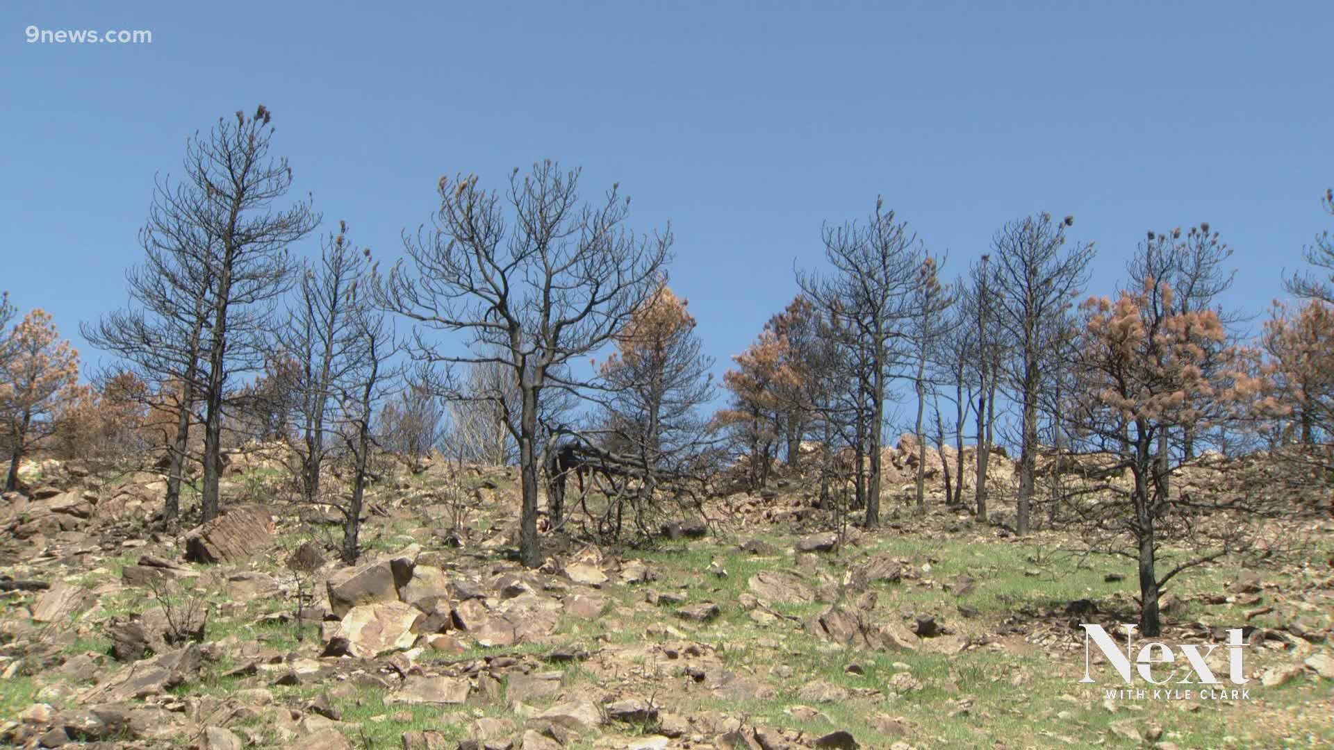 Students from American Indian Academy of Denver, a local charter school, explored burn areas of Colorado fires to see how these fires impact ecosystems.
