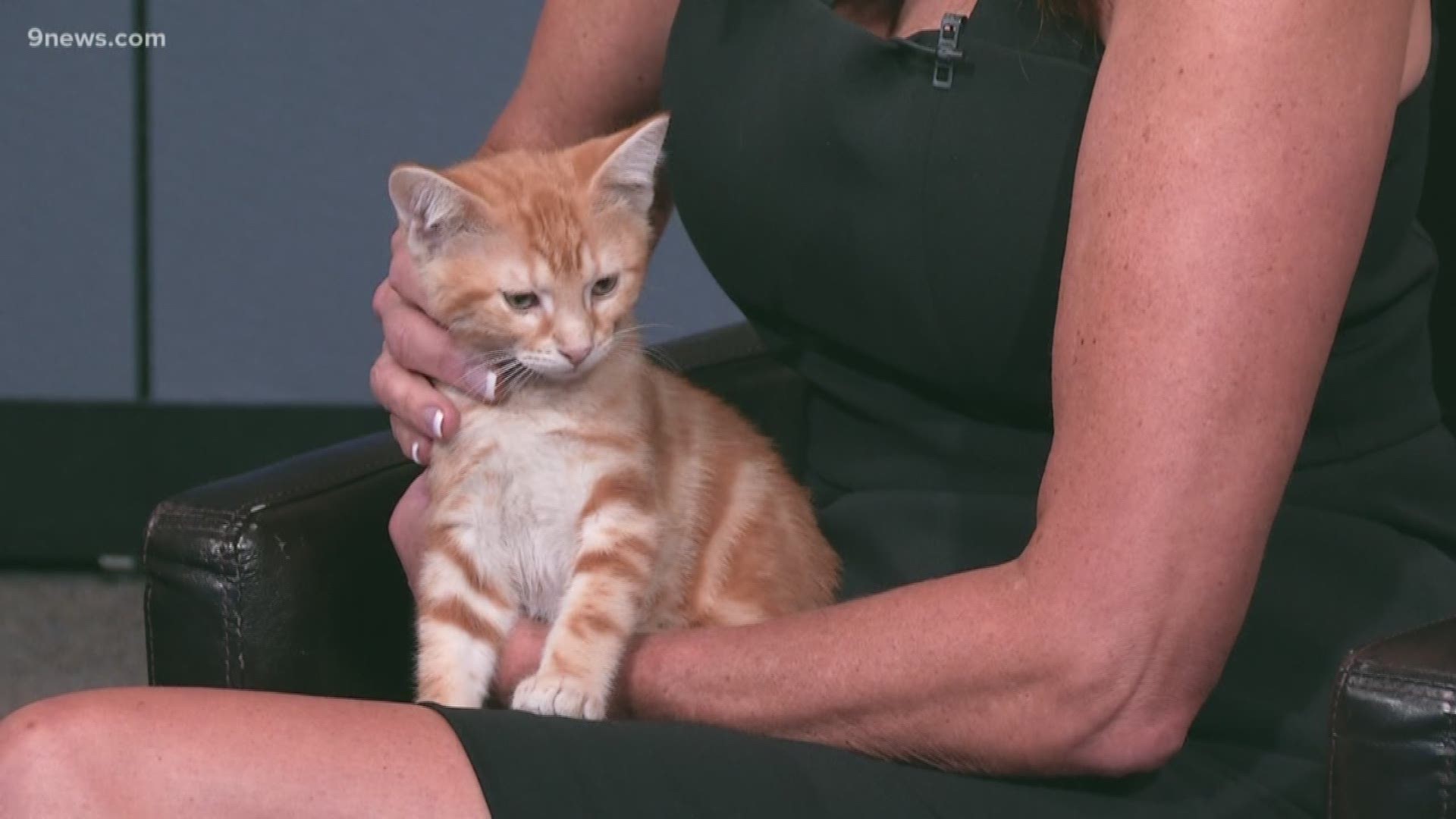 These kitties are 12-week-old orange tabbys and are microchipped, neutered, litter trained, tested and ready to go to a loving home! Visit the Cat Care Society or call (303) 239-9680 to meet them!